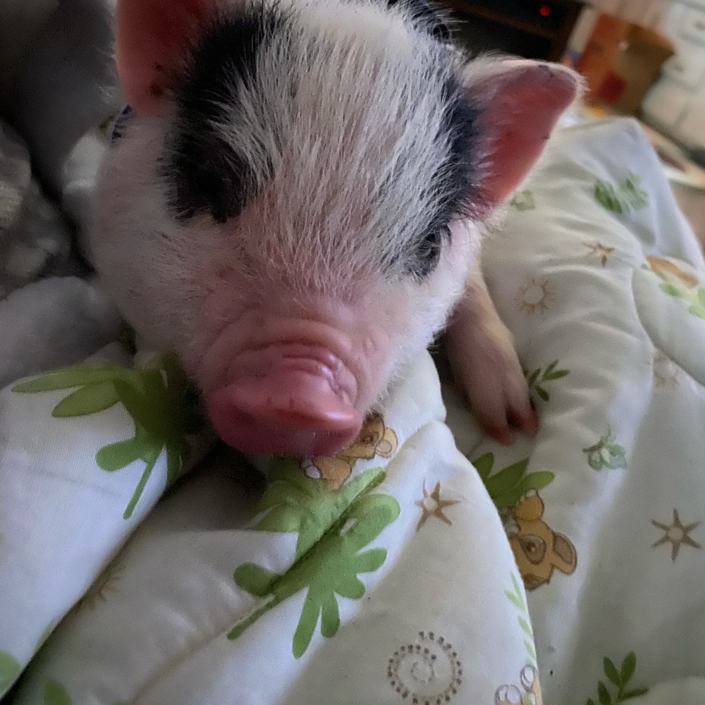 The newest addition to our family🐷🐖 - Picture 4 of 6